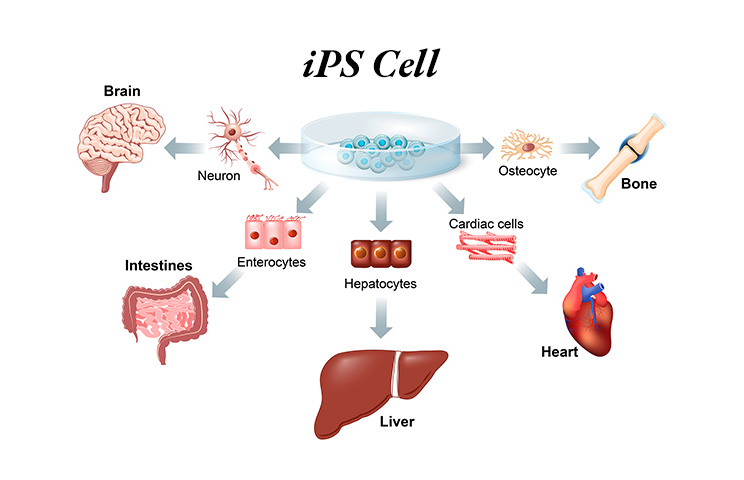 Regenerative Medicine 再生医療関連サービス
